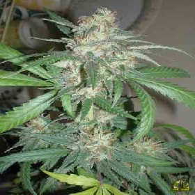 Amazing Haze > Homegrown Fantaseeds